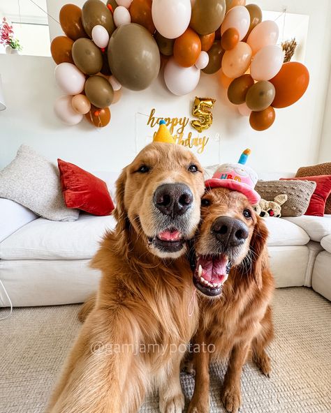 It’s my bday! 🎂 #birthdaygirl #birthday Golden 2nd Birthday, Golden Retriever Birthday, Cake Photo, My Bday, Photo Cake, Real Beauty, Adorable Animals, 2nd Birthday, Girl Birthday