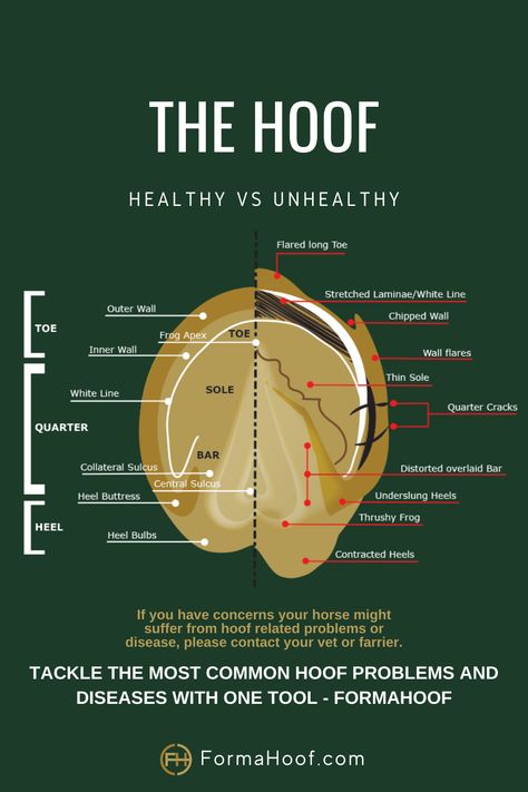 FormaHoof provides efficient treatment options for horses suffering from a white range of hoof pathologies including laminitis, white line disease, founder, navicular disease and many more. Hoof Care For Horses, Horse Hoof Care, Horseback Camping, Horse Worksheets, Horse Judging, Equine Massage Therapy, Equine Vet, Horse Hooves, Vet Notes