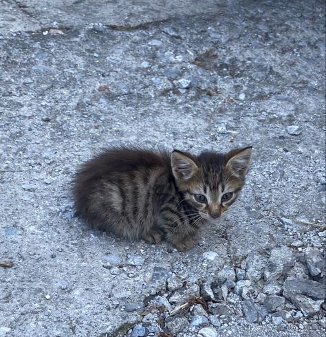 this is a stray cat in Greece Stray Kitten, Stray Animals, District 12, Tiny Room, Wolf Images, Stray Cats, Tabby Kitten, Pretty Animals, Silly Animals