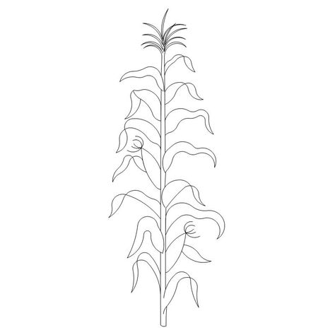 Corn Stalk-L03506* How To Draw Corn Stalks, Corn Plant Drawing, Corn Maze Drawing, Corn Tattoo Ideas, Corn Stalk Drawing, Corn Stalk Tattoo, Corn Field Drawing, Painting Screens, Corn Tattoo