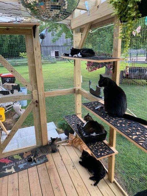 Cats On Top Of Each Other, Cat Enclosure Ideas, Cat Outside Enclosure, Cat Enclosure Outdoor, Cage For Cats, Cattery Ideas, Outdoor Cat Tree, Catio Ideas, Diy Cat Enclosure