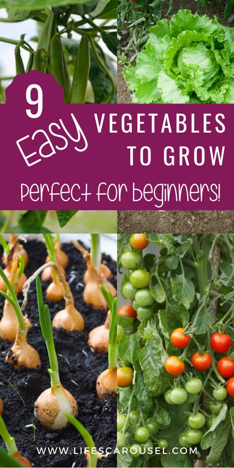 Easiest Vegetables To Grow, Easy Vegetables, Growing Vegetables In Pots, Growing Your Own Food, Vegetables To Grow, Easy Vegetables To Grow, Easy Plants To Grow, Grow Vegetables, Growing Veggies