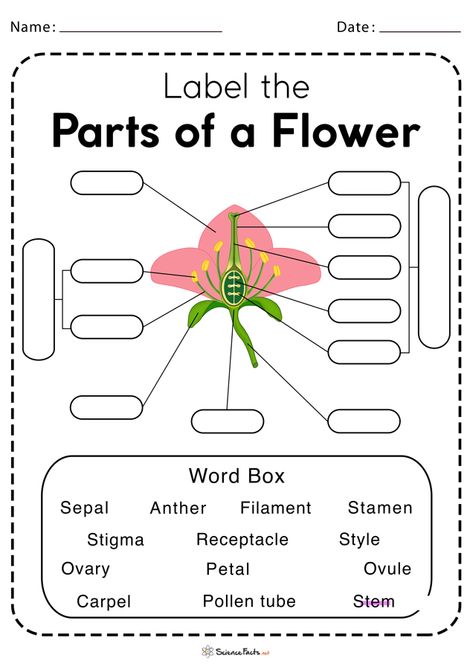 Parts of a Flower Worksheet - Free Printable Flowering And Non Flowering Plants Worksheet, Flower Parts Diagram, Parts Of Flower Diagram, Flower Parts Worksheet, Flower Parts For Kids, Part Of Flower Worksheet, Flower Parts Project, Parts Of A Flower Activity, Parts Of Flower Worksheet