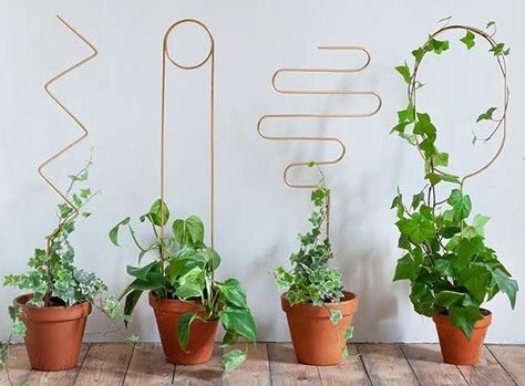 Plant Supports Diy Indoor, Terrarium Collection, Ivy Topiary, Indoor Plant Trellis, Plant Products, Indoor Trellis, Plant Trellis, Tall Plant, Plant People