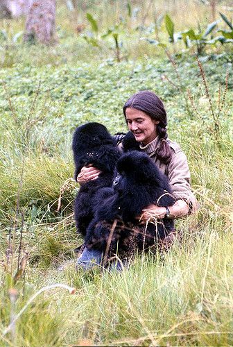 Dian Fossey 1932-1985 | Nyirmachabelli-"The woman who lives … | Flickr Gorillas In The Mist, Dian Fossey, Jane Goodall, Mountain Gorilla, Great Ape, Charles Bukowski, The Mist, Zoology, Primates