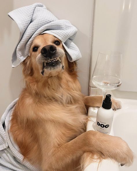 Golden Spa day print perfect for the dog lover's bathroom!! Spa Day Asethic, Spa Day Photoshoot, Spa Astethic, Spa Day Pictures Instagram, Dog Spa Day, Hotel Spa Day Aesthetic, Spa Day Aesthetic, Dog With Face Mask Spa, Dog Spa