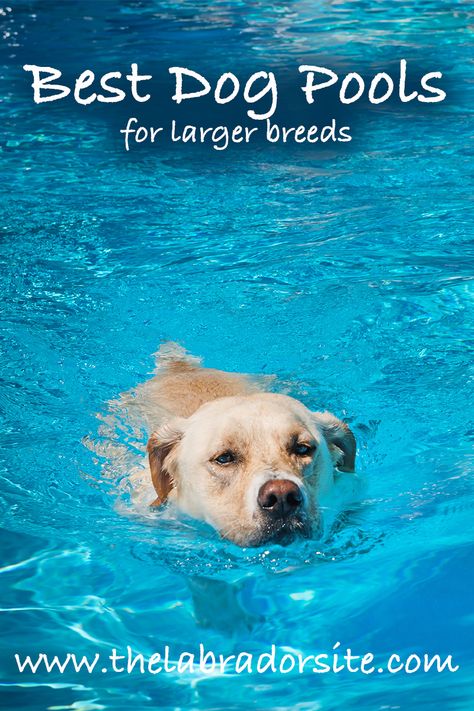 Dog Pool Diy, Dog Pools, Dog Pond, Indoor Dog Park, Dog Friendly Backyard, Dog Backyard, Ways To Exercise, Dog Swimming Pools, Dog Yard