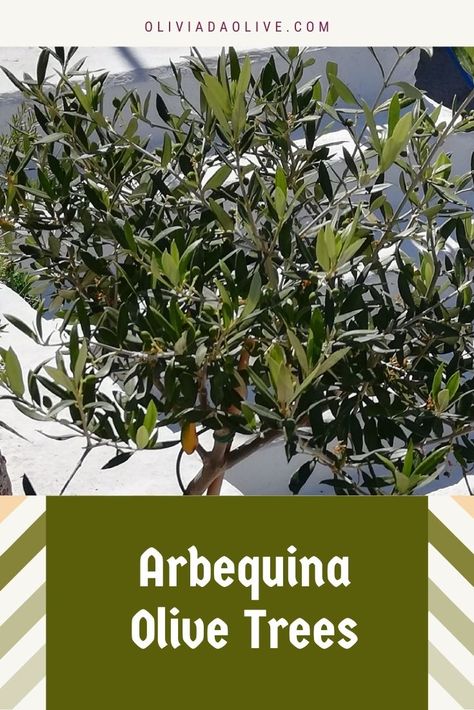 Arbequina Olive Tree Indoor, Olive Tree Care Outdoor, Olive Tree In A Pot, How To Grow Olives, Olive Tree Care, Olive Tree In Pot, Olive Trees Landscape, Arbequina Olive Tree, Germinate Seeds