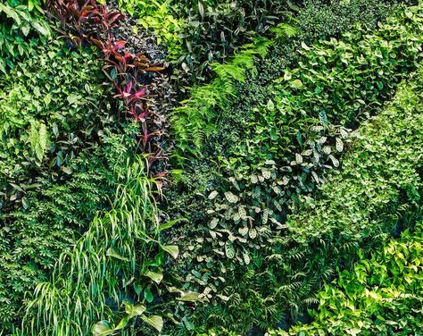 Habitat Horticulture completes largest indoor living wall in California | Inhabitat - Green Design, Innovation, Architecture, Green Building Wall Texture Seamless, Green Wall Plants, Living Wall Indoor, Gabion Cages, Gabion Retaining Wall, Vertikal Garden, Garden Vertical, Plant Png, Wall Green