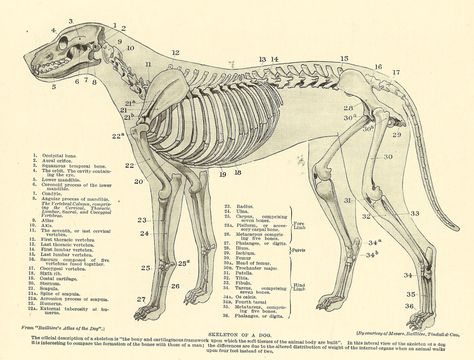 Anatomy Images, Anatomy Bones, Skeleton Anatomy, Bone Books, Dog Anatomy, Skeleton Drawings, Dog Skeleton, Animal Skeletons, Horse Anatomy