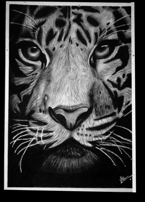 Simple Tiger Drawing, Tiger Drawing Easy, Easy Tiger Drawing, Charcoal Pencil Art, Drawing With Charcoal, Realistic Animal Drawings, Sketch Images, Tiger Drawing, Realistic Sketch