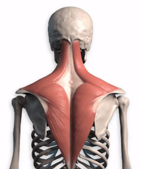 Middle portion of the trapezius showing how it moves Trapezius Muscle Anatomy, Trapezius Anatomy, Back Muscles Anatomy, Proko Anatomy, Back Anatomy, Anatomy Muscles, Punkty Spustowe, Neck Anatomy, Muscles Anatomy