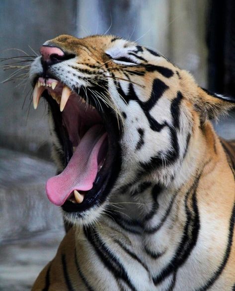 Animal Drawing Reference Photo, Tiger Reference Photo, Tiger Growling, Animal Reference Photos, Tiger Reference, Animals In Action, Tiger Paws, Royal Bengal Tiger, Animals Reference