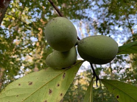 Pawpaw Tree, Pawpaw Fruit, Paw Paw Fruit, Wild Caught Fish Recipes, Paw Paw Tree, Spring Woods, Morel Mushrooms, Wild Caught Fish, Papaya Fruit