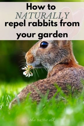 Rabbit Deterrent, Rabbit Repellent, Slugs In Garden, Rabbit Garden, Garden Pest Control, Interior Design Rustic, Better Homes And Garden, Garden Club, Garden Pests