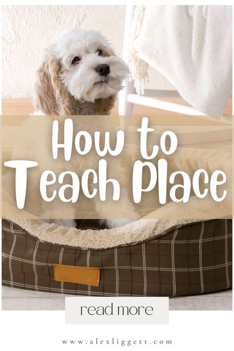 How to teach your dog place | Dog Training Obedience | Dog Training Place command | How to teach place for dogs | How to teach a dog place | how to teach a puppy place How To Train Your Dog To Place, How To Teach Your Dog Place, Commands To Teach Your Puppy, Teaching Place To Dogs, How To Teach Place To Dog, Place Training Dog, Poodle Training, Dog Commands Training, Fuzzy Animals