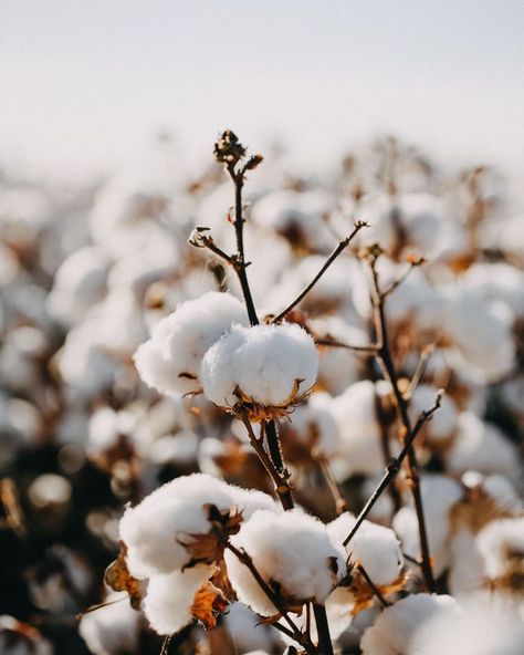 field of cotton via pinterest⚘ Frühling Wallpaper, Field Wallpaper, Cotton Fields, Cotton Plant, Country Landscaping, Nature Wallpaper, Flower Wallpaper, Phone Wallpapers, Nature Pictures