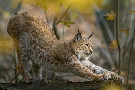 Eurasian lynx in autumn Eurasian Lynx, Morning Stretch, Iron Gifts, New Challenge, Whitetail Deer, Gift Exchange, Lynx, Teaching Art, Big Cats