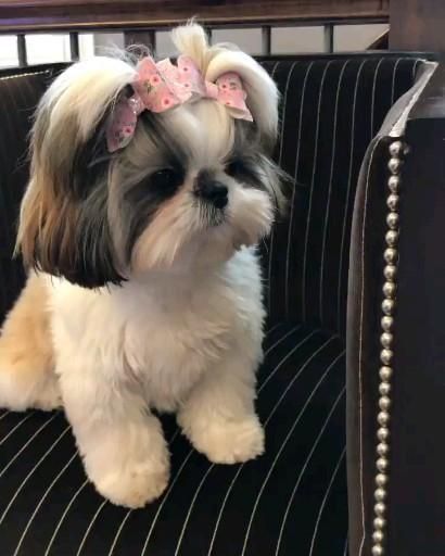 Imperial Shih Tzu Haircuts, Teddy Bear Cut Shih Tzu, Shitzu Dogs Haircuts, Dog Shitzu, Dog Grooming Shih Tzu, Shih Tuz, Shih Tzu Haircuts, Perro Shih Tzu, Chien Shih Tzu