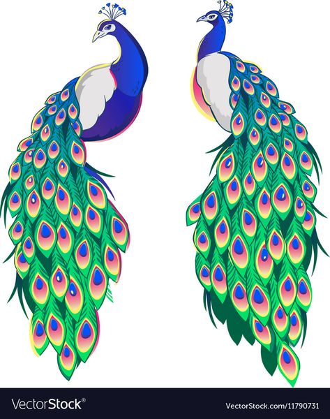 Set of two peacocks isolated on white background Vector Image Peacock Vector, Peacock Artwork, Peacock Drawing, Peacock Images, Peacock Embroidery Designs, Peacock Pictures, Peacock Wall Art, Peacock Painting, Peacock Art