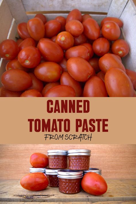 How to make homemade tomato paste for canning Homemade Tomato Paste Canning, Canning Tomatoe Paste Recipe, Canned Tomato Paste Recipe, Homemade Tomato Paste Easy, Tomato Paste Canning Recipe, How To Make Tomato Paste, Canning Tomato Paste, Make Tomato Paste, Abundance Of Tomatoes