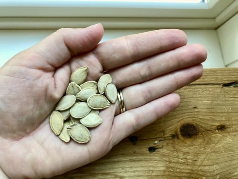 How To Save Pumpkin Seeds, Saving Pumpkin Seeds To Plant, How To Save Pumpkin Seeds For Planting, Saving Pumpkin Seeds For Next Year, How To Save Squash Seeds, Spaghetti Squash Seeds, Spicy Pumpkin Seeds, Cross Pollination, Yummy Vegetables