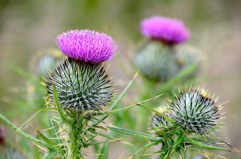 Thistle Scotland, Scottish Army, One Pound Coin, Scotland National Flower, Thistle Jewellery, House Of Stuart, Flag Of Scotland, Scottish People, Scottish Gaelic