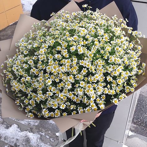 White Daisy Bouquet, Daisies Bouquet, Minimalist Concept, Black Hd Wallpaper, Black Hd, Daisy Bouquet, Aesthetic Minimalist, White Daisies, Chamomile Flowers