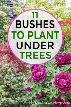 Shade Bushes, Best Shrubs For Shade, Evergreens For Shade, Shade Loving Shrubs, Tree Peonies, Plants Under Trees, Evergreen Bush, Funny Vine, Shade Shrubs