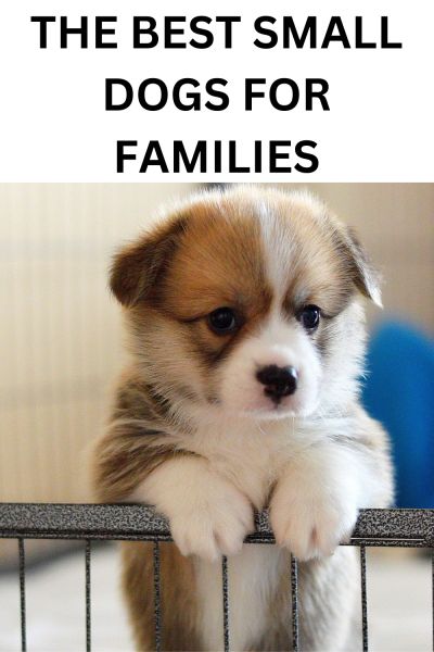 Best Small Dog Breeds for Families | Labrottie.com Tucker The Dog, Small Family Dogs, Mini Dogs Breeds, Dog Breeds For Families, Funny Talking Dog, Best Small Dog Breeds, Dog Dancing, Family Dogs Breeds, Tiny Dog Breeds