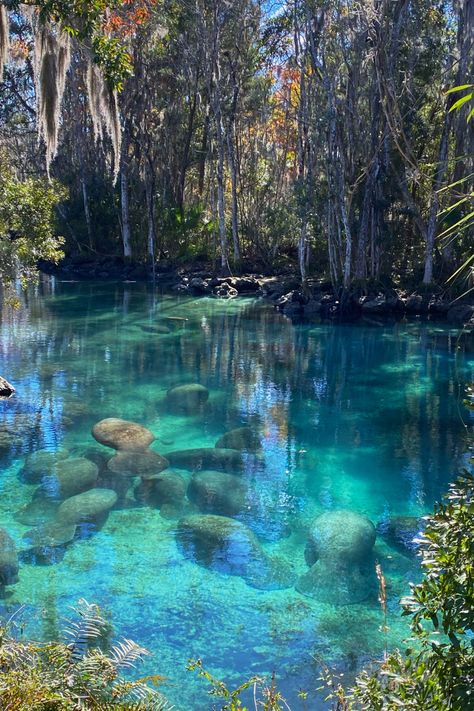 Encountering Gentle Giants: A Guide to Manatee Watching at Blue Springs State Park, Orange City, Florida Manatees In Florida, Cheapest Places To Live, Blue Springs State Park, Manatee Florida, Florida State Parks, Places In Florida, Florida Oranges, Fort Lauderdale Beach, Orange City