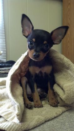 Miniature Pincher Puppies, Min Pin Chihuahua Mix Puppies, Chipin Dog, Mini Chihuahua, Pincher Dog, Miniature Pinscher Puppy, Miniature Pinscher Mix, Miniature Pinscher Dog, Mini Pinscher