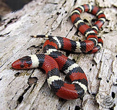 Scarlet king snake. Not sure if it's dangerous? Remember this rhyme: "Red on black, venom lack. Red on yellow, kill a fellow." Snake Information, Scarlet King, Snakes For Sale, Kinds Of Snakes, Milk Snake, King Snake, Insects Preschool, Colorful Snakes, Coral Snake