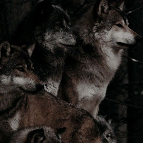 Werewolf Aesthetic, The Cage, Fantasy Novel, Wolf Pack, Fantasy Aesthetic, Brown Aesthetic, Story Inspiration, Character Aesthetic, The Butterfly