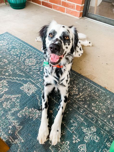 My 1 year old Long Coat Dalmatian! Dalmatian Long Coat, Long Coated Dalmatian, Dalmatian Long Hair, Fluffy Dalmatian Puppy, Long Haired Dalmatian Puppy, Long Coat Dalmatian, Fluffy Dalmatian, Long Haired Dalmatian, Dog Design Art