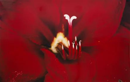 Flower Rondeau Nobuyoshi Araki, Crystals Print, Nothing But Flowers, Female Photographers, Pastel Wallpaper, Red Aesthetic, Naan, White Photography, Aesthetic Art