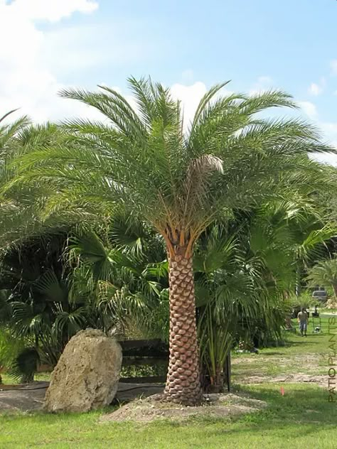 22 Best Palm Trees in Florida | Florida Palm Trees Species Palm Tree Types, Palm Trees Garden, Date Palm Tree, Canary Island Date Palm, Fishtail Palm, Florida Palm Trees, Tree Types, Trees Landscaping, Small Palm Trees