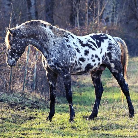 Leopard Appaloosa, Horse Markings, Horse Riding Quotes, Horse Inspiration, Horse Riding Clothes, Horse Boarding, Most Beautiful Horses, Appaloosa Horses, Majestic Horse