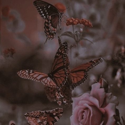 Farfalle Aesthetic, Blue Butterfly Wallpaper, Decorações Com Comidas, Rainbow Butterfly, Butterfly Pictures, Fantasy Aesthetic, + Core + Aesthetic, Brown Aesthetic, Aesthetic Images