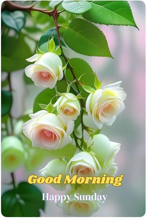 Sunday Morning Wishes Beautiful, Happysunday Happy Sunday, Happy Sunday Images Beautiful, Happy Sunday Wishes, Good Morning Sunday Wishes, Sunday Good Morning Wishes, Happy Sunday Flowers, Happy Sunday Messages, Happy Sunday Good Morning