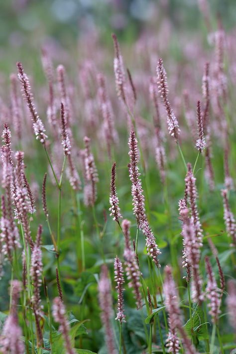 Persicaria amplexicaulis ‘Rosea’ © Dianna Jazwinski Persicaria Rosea, Perennial Meadow, Persicaria Bistorta, Sanguisorba Pink Brushes, Parrotia Persica, Cottage Nursery, Euphrasia Officinalis, Naturalistic Garden, Piet Oudolf