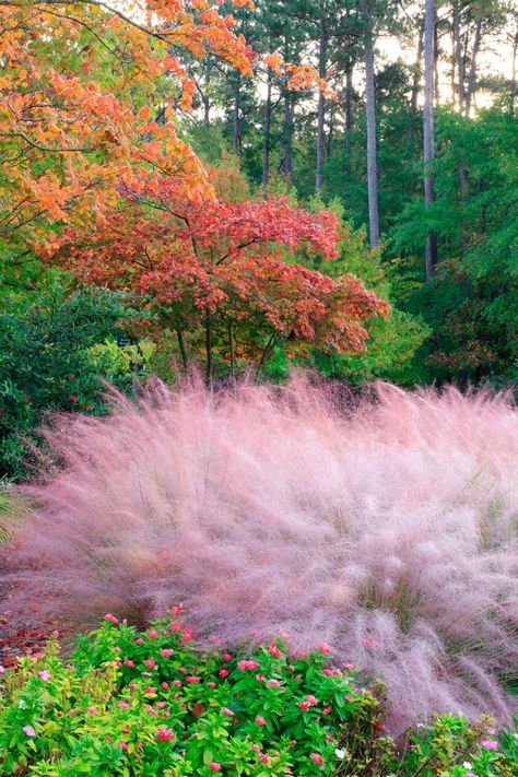 Pink Muhly Grass Dog Room In Garage, Room In Garage, Walls With Wallpaper, Bed Rooms Ideas Master, Bed Rooms Ideas, Fall Landscaping Front Yard, Guide Aesthetic, Wallpaper Bed, Potted Mums