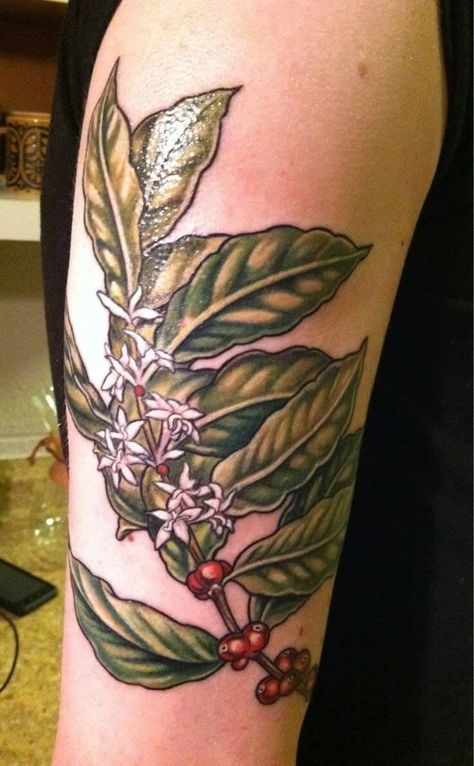 coffee shrub plant tattoo Cherry Tree Drawing, Coffee Plant Tattoo, Plants Tattoo, Coffee Cherry, Lemon Bath, Matching Best Friend Tattoos, Christmas Gift Baskets Diy, Friend Ideas, Tattoo Old School