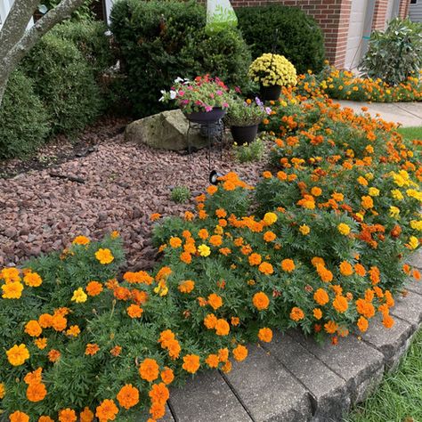 Today we’re visiting Natasha Grover’s garden in Chicago. I started gardening three years ago and tried different flowers. Although I love flowers, I do not have a green thumb. My […]
The post Marigolds: No Green Thumb Required appeared first on FineGardening. Marigolds In Garden, Garden Soil Preparation, Planting Marigolds, Flower Garden Plans, Marigold Flowers, Front Gardens, Fine Gardening, Marigold Flower, Garden Inspo