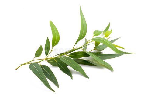 Eucalyptus branch. Isolated on white background , #Affiliate, #branch, #Eucalyptus, #Isolated, #background, #white #ad List Of Essential Oils, Feuille Eucalyptus, Eucalyptus Globulus, Fresh Eucalyptus, Eucalyptus Branches, Eucalyptus Oil, Eucalyptus Essential Oil, Best Essential Oils, Eucalyptus Leaves