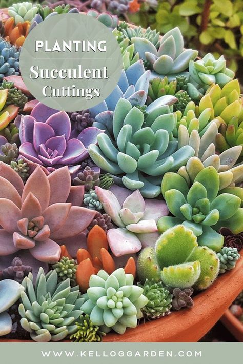 Multiplier Des Plantes Grasses, Succulent Landscape Design, Succulent Seeds, Mini Gardens, Succulent Garden Design, Succulent Landscaping, Bonsai Flower, Succulent Cuttings, Propagating Succulents