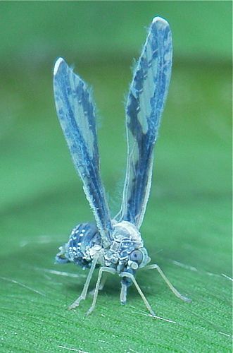 ˚Tiny Long-winged Derbid Planthopper (Proutista sp., Derbidae) Weird Insects, Regard Animal, Cool Insects, Cool Bugs, Beautiful Bugs, Flying Insects, Creepy Crawlies, Arthropods, A Bug