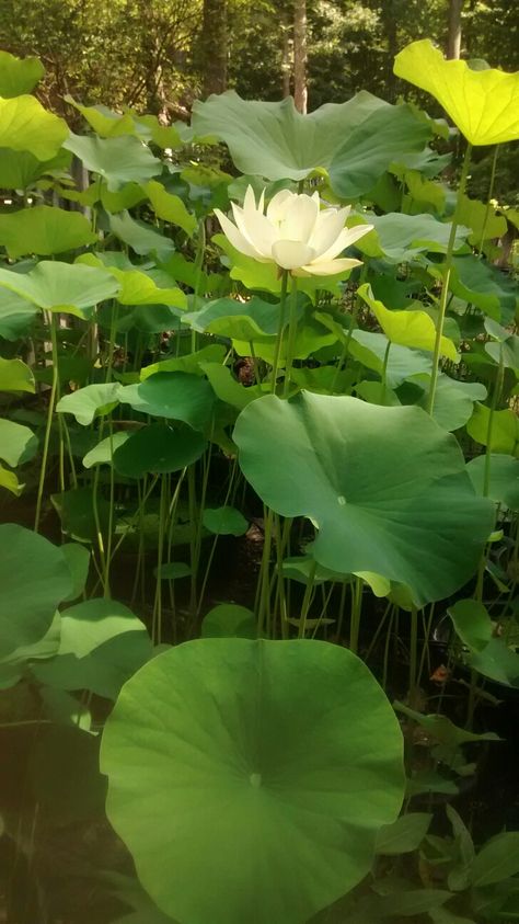 Giant Lotus, Giant Leaves, Plant Reference, Spanish Farmhouse, Yellow Lotus, Blue Poppy, Lotus Leaves, Reference Pictures, Beautiful Backyards