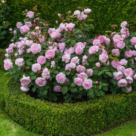 Olivia Rose | David Austin roses Roses Garden Care, David Austin Rose, Funny Vine, Rose Garden Design, Olivia Rose, Garden Wallpaper, Shrub Roses, Garden Shrubs, David Austin Roses