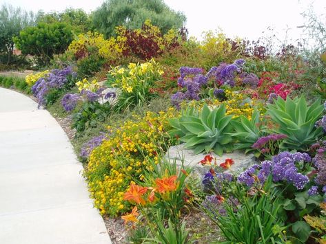 Drought Tolerant Landscape Design, Drought Tolerant Landscape Front Yard, Flower Garden Plans, Succulent Landscape Design, Drought Tolerant Garden, Backyard Garden Layout, Succulent Garden Design, Zone 7, Drought Tolerant Landscape